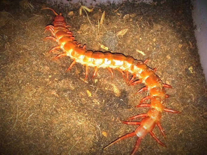 Артроплевра (Arthropleura)