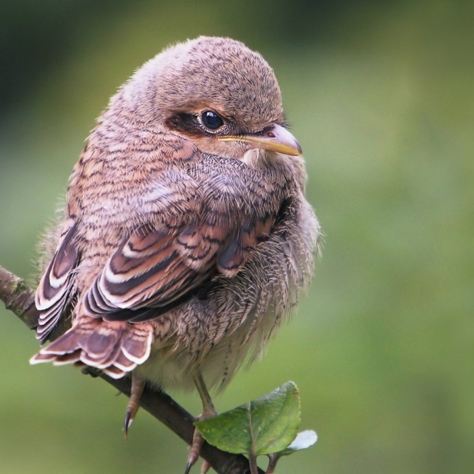 Удод птица Самарская область