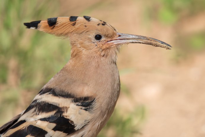 Желтоклювый Дрозд