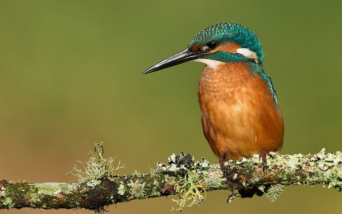 Кулик Бекас (Gallinago Gallinago)