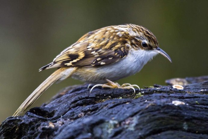 Серая птичка с красным Квом