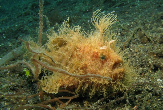 Морской черт глубоководный удильщик