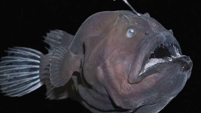 Европейский удильщик морские монстры и ко