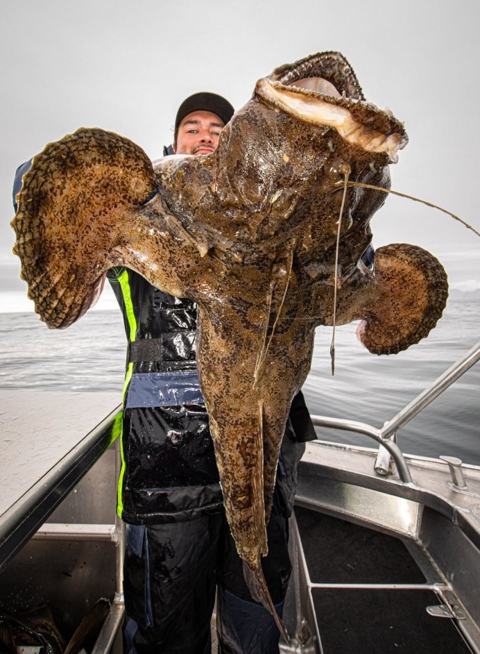 Морской черт (Lophius piscatorius)