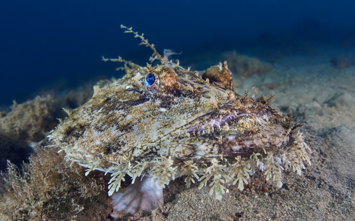 Морской чёрт удильщик рыбы