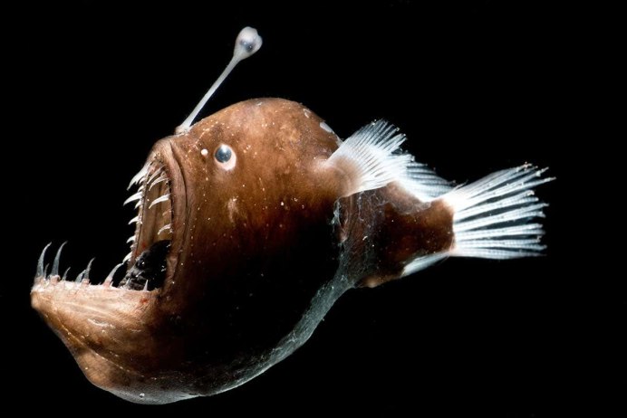 Melanocetus johnsonii