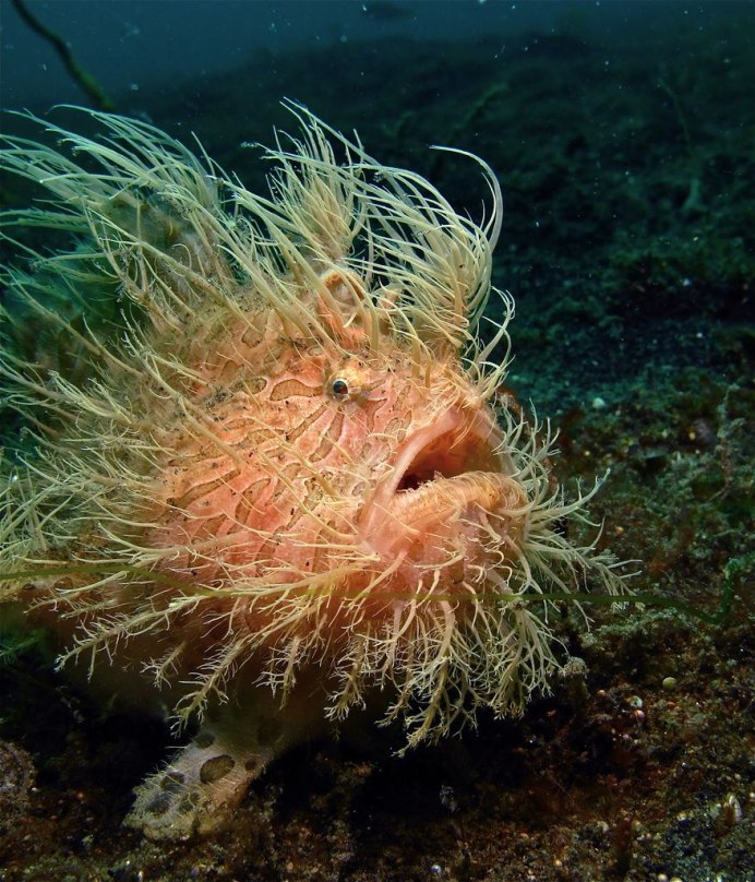 Морской черт (Lophius piscatorius)