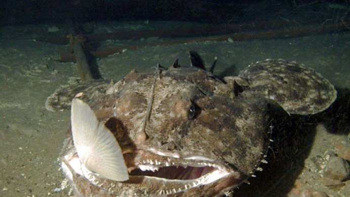 Melanocetus eustalus