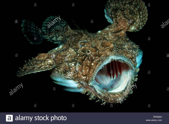 Морской черт удильщик