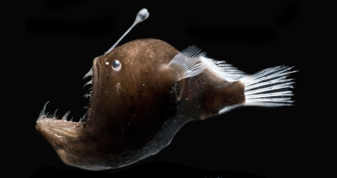 Морской черт удильщик