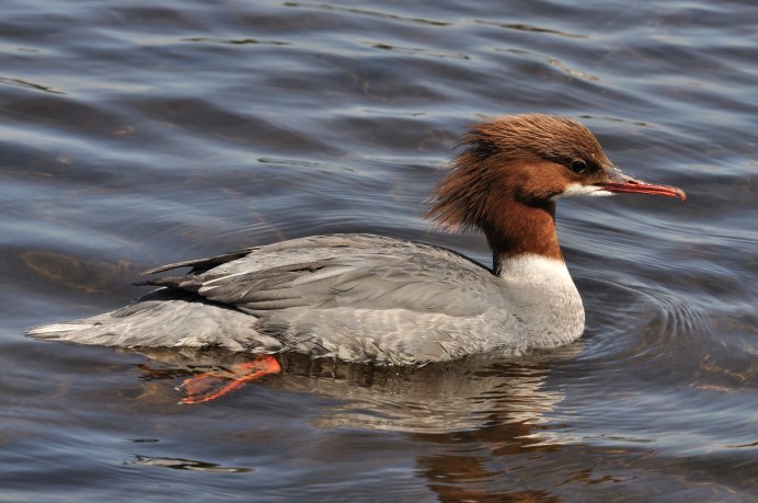 Большой крохаль Mergus Merganser