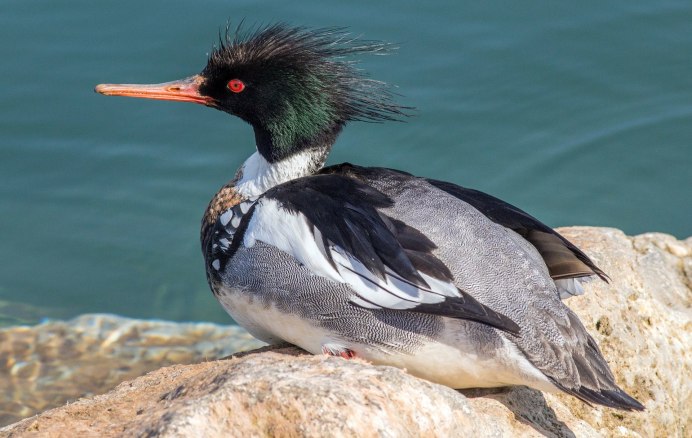 Крохали поганки