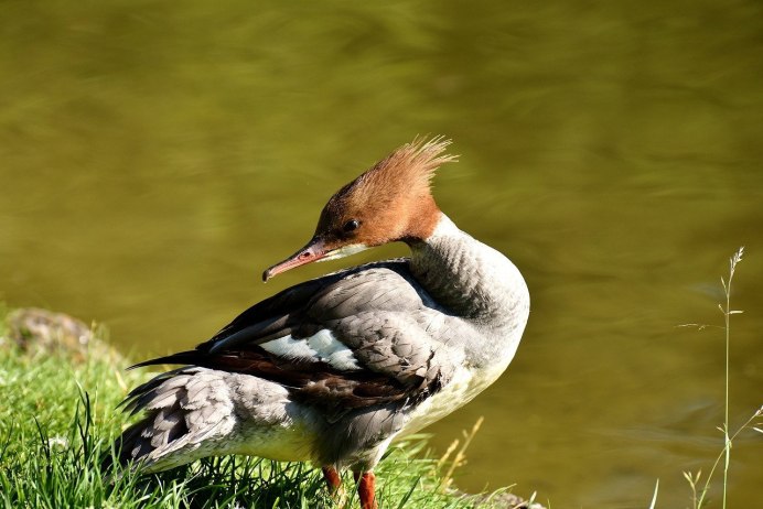 Большая поганка чомга