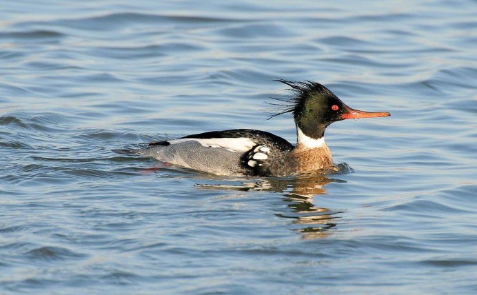 Нырки птицы водоплавающие