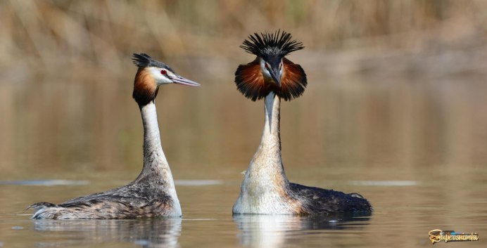 Малый крохаль утка