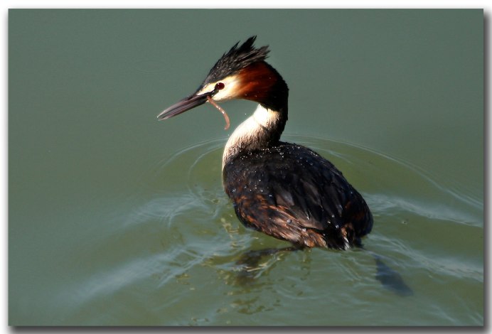 Водоплавающие птицы Татарстана