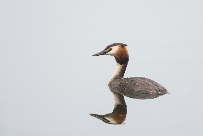 Клюв крохаля