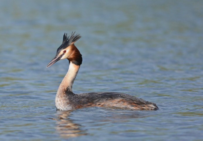 Утка красношеяя поганка