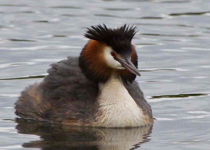 Каролинская чомга