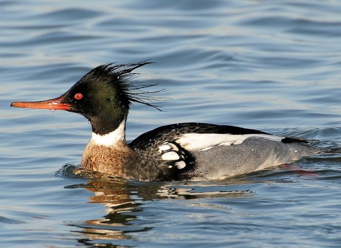 Водоплавающие птицы Башкирии