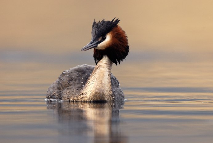 Утка крохаль длинноносый