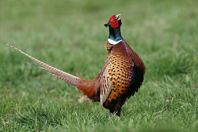 Фазаны (Pheasants)