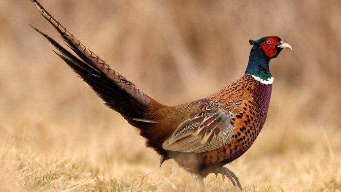 Золотой фазан Chrysolophus pictus