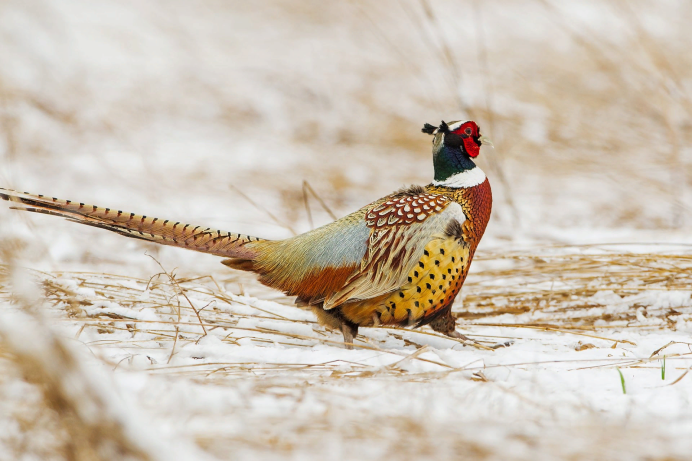 Золотой фазан Chrysolophus pictus