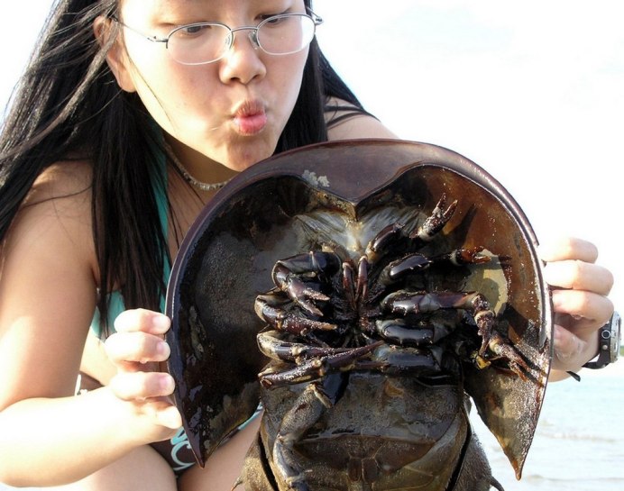Мечехвост Limulus Polyphemus