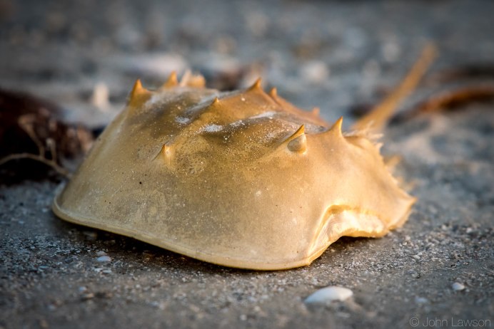 Мечехвост Limulus Polyphemus