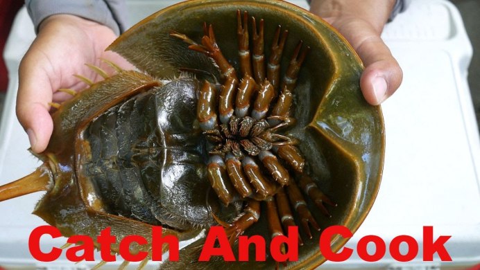 Мечехвоста Limulus