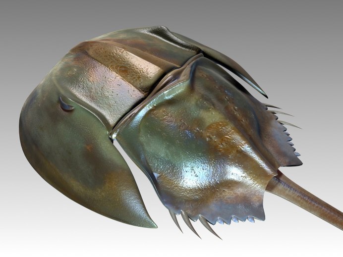Мечехвост Limulus Polyphemus
