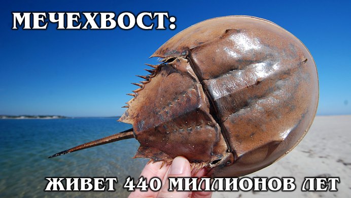Скат мечехвост