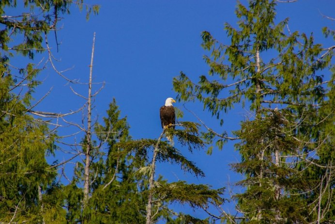 Белоголовый Орлан тайги