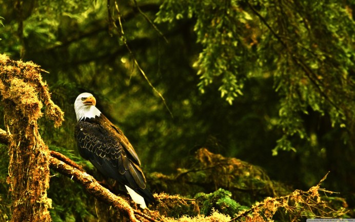 "Белоголовый Орлан"