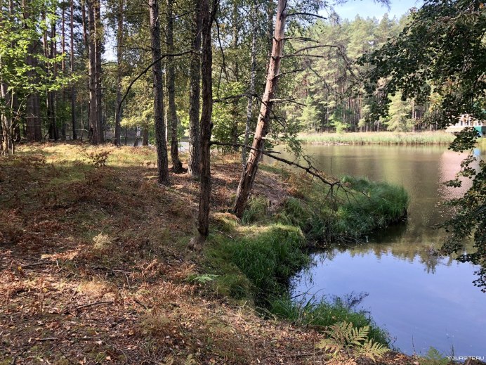 Связь птиц и деревьев в лесах