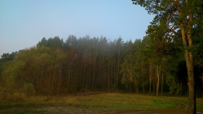 Южноамериканская Гарпия птица