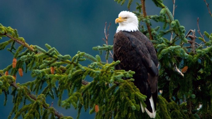 Лесной Орел