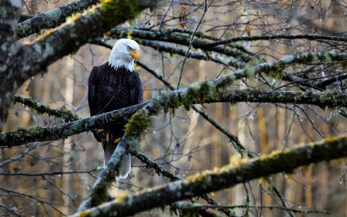 Птицы горных лесов
