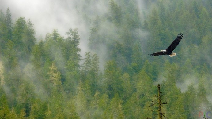 Медведевский лес Орел