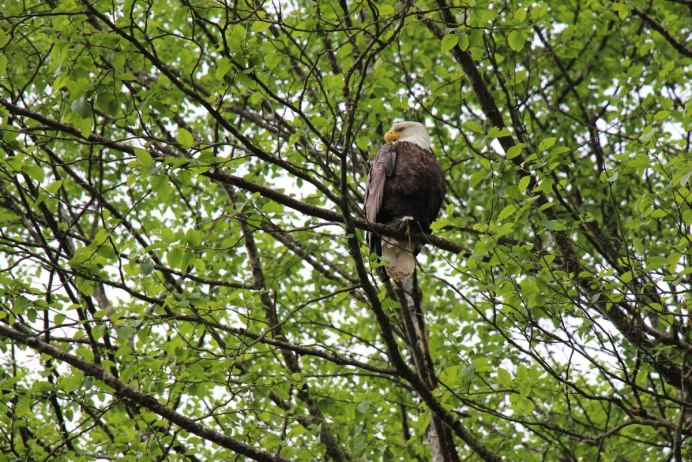 Природа Орел