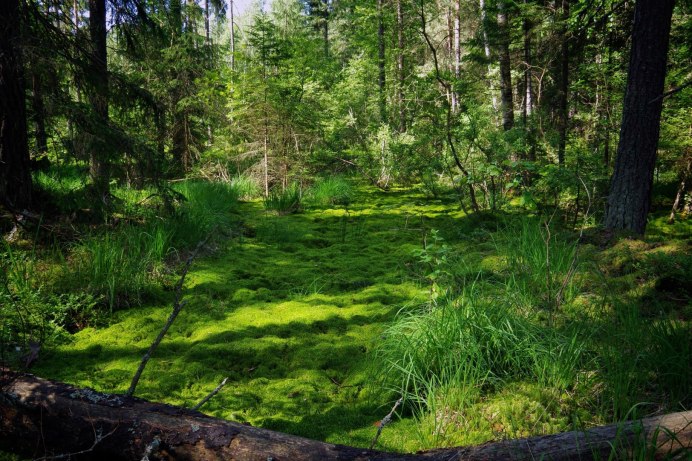 Белоголовый Орлан тайги