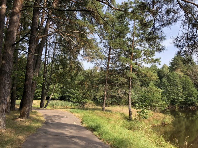 Stephanoaetus coronatus