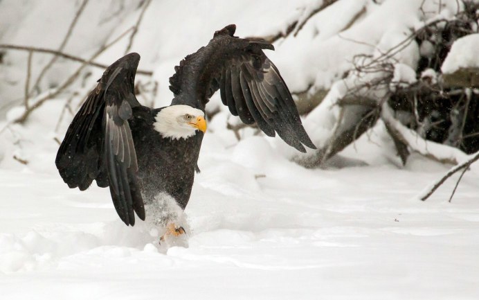 Заповедник Орловское Полесье