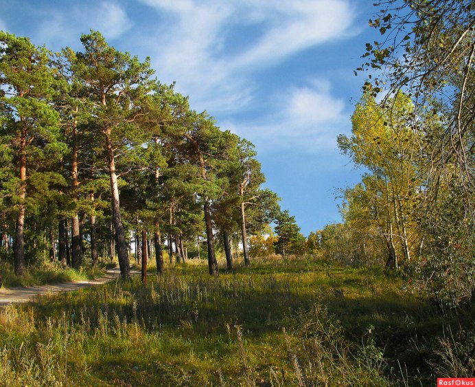 Ястреб канюк Орел Коршун