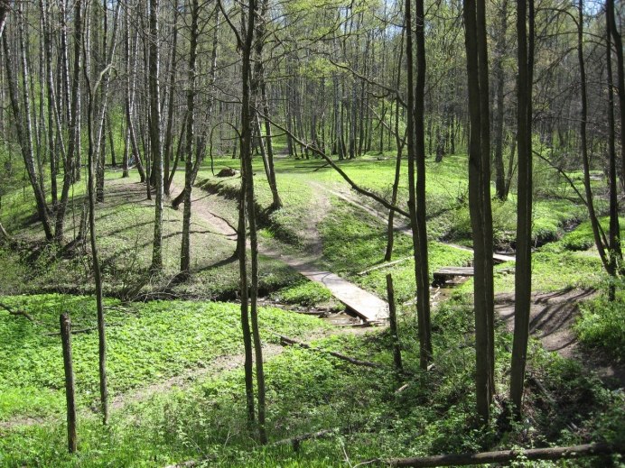 Хищная птица на дереве