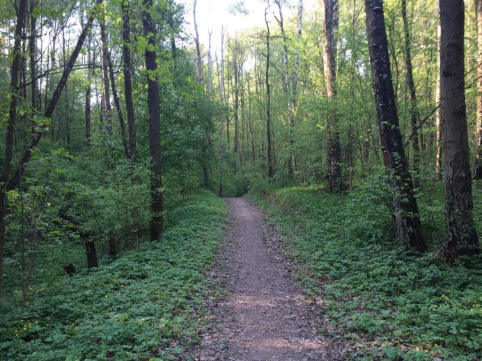 Птицы в лесу