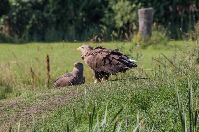 Африканский грифовый Орлан