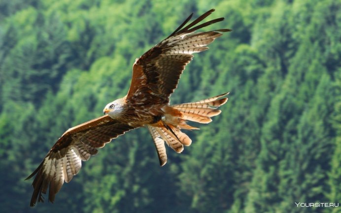 Орел в дикой природе