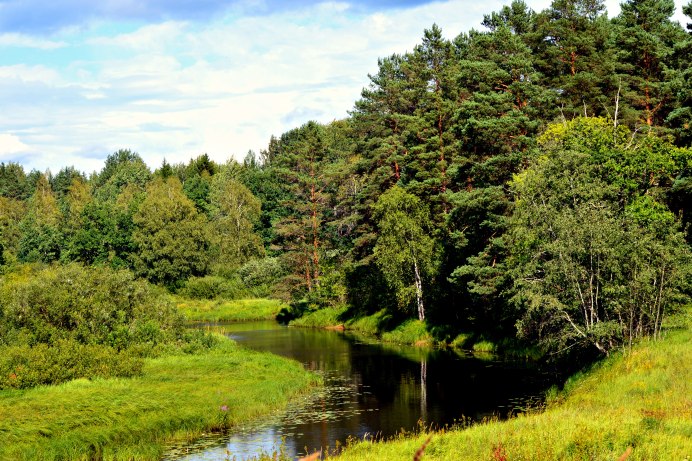 Ястреб краснохвостый Сарыч